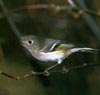 bf_birdkinglet1.jpg